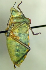 Chroantha ornatula