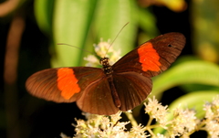Heliconius erato hydara