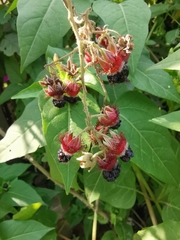 Rubus tephrodes