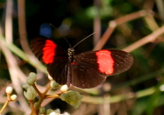 Heliconius erato hydara