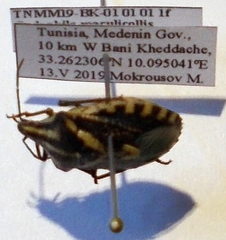 Codophila maculicollis