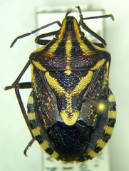 Codophila maculicollis