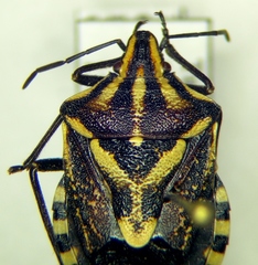 Codophila maculicollis