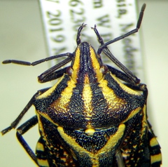 Codophila maculicollis
