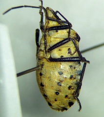 Codophila maculicollis