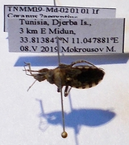 Coranus aegyptius