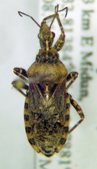 Coranus aegyptius