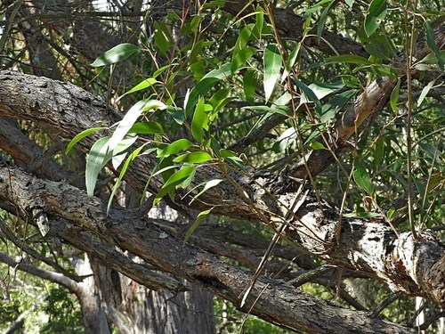 Image of Eucalyptus eugenioides by (c) Max Campbell, some rights reserved (CC BY)