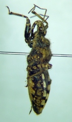 Coranus aegyptius