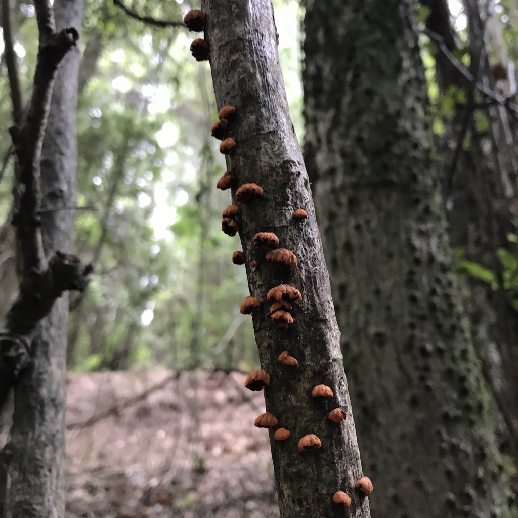 Anthracophyllum discolor · November 2020 · photo: © cristianriquelme (iNaturalist, cc-by)