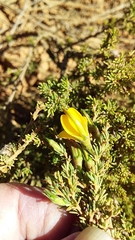 Aspalathus rycroftii