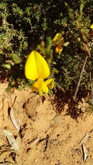 Aspalathus rycroftii