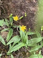 Hypoxis parvula parvula