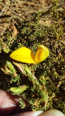 Aspalathus rycroftii