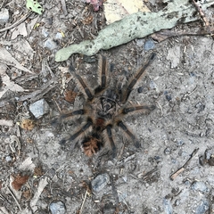 Phrixotrichus vulpinus