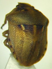 Derula flavoguttata