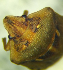 Derula flavoguttata