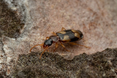 Dromiusina