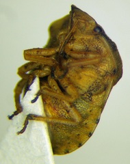 Derula flavoguttata