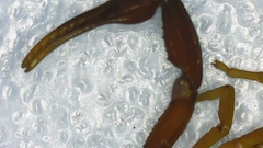 Centruroides margaritatus