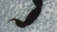 Centruroides margaritatus