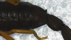 Centruroides margaritatus