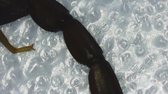 Centruroides margaritatus