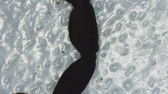 Centruroides margaritatus