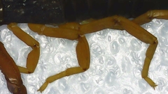 Centruroides margaritatus