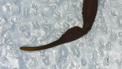 Centruroides margaritatus