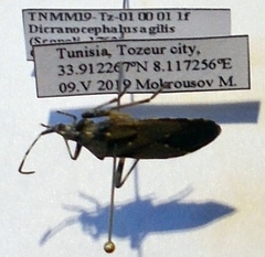 Dicranocephalus agilis