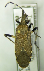 Dicranocephalus agilis