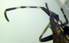 Dicranocephalus agilis