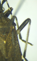 Dicranocephalus agilis