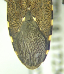 Dicranocephalus agilis