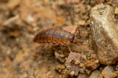 Chaetophiloscia elongata