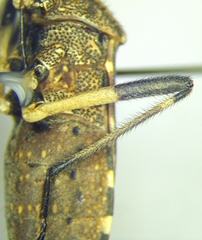 Dicranocephalus agilis