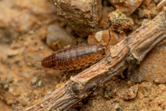 Chaetophiloscia elongata