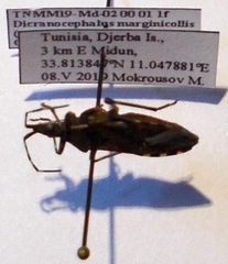 Dicranocephalus marginicollis