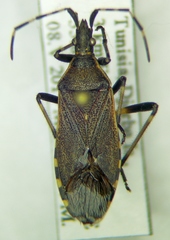 Dicranocephalus marginicollis