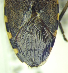 Dicranocephalus marginicollis