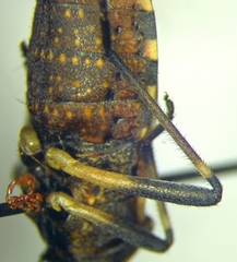 Dicranocephalus marginicollis
