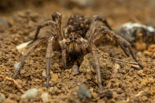 Radiated Wolf Spider