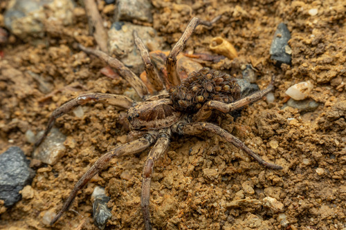 Radiated Wolf Spider