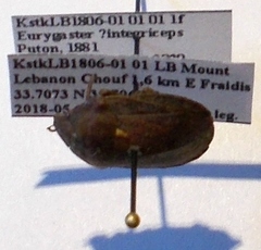 Eurygaster integriceps