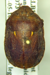 Eurygaster integriceps