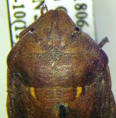 Eurygaster integriceps