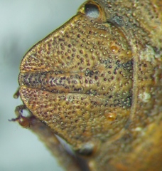 Eurygaster integriceps