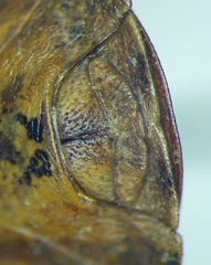 Eurygaster integriceps