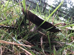 Agaricus buckmacadooi